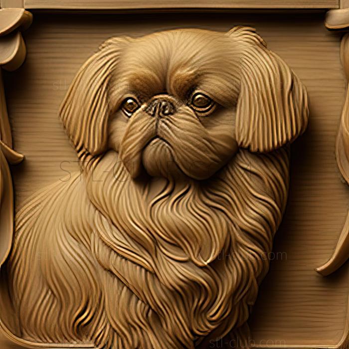 st Pekingese dog